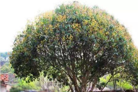 地栽桂花树半个月了是成活了吗