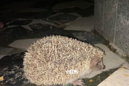 小区有刺猬说明什么