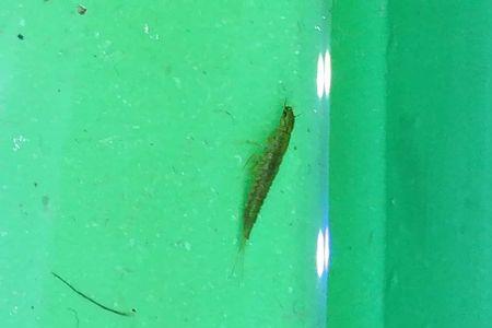 请问青色虫子是什么虫子