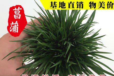 姬正宗与有栖川有什么区别