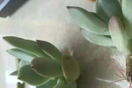 多肉晾根叶子晾蔫了可以活吗