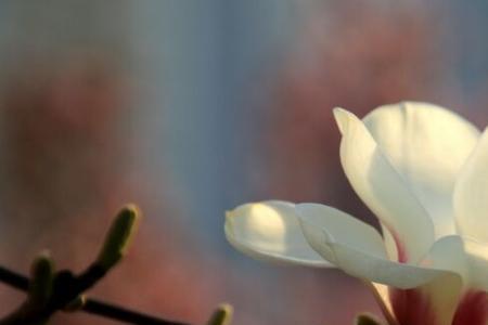春花是指谁