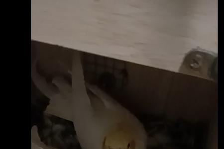 玄凤孵蛋公鸟为什么总叫