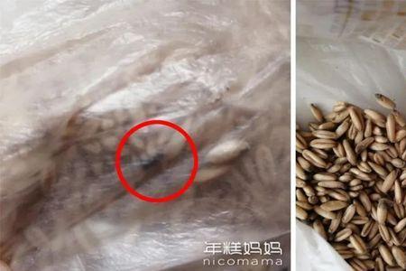 蛀虫怕高温吗
