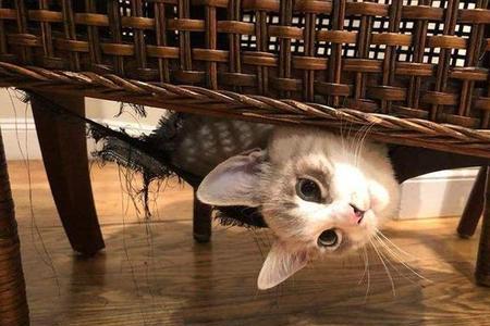 为什么小猫一直往我脖子上钻