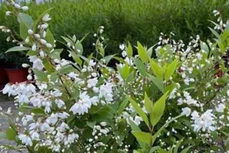 溲疏雪樱花开完花用修剪吗