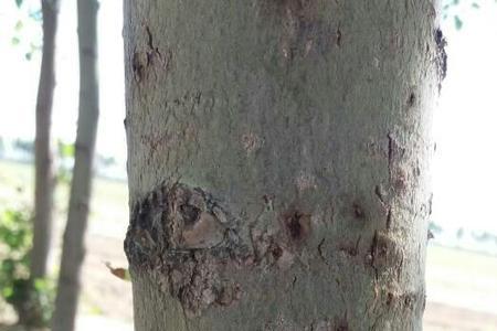 发泡胶生虫子怎么办
