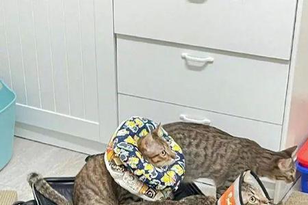三只猫怎么托运