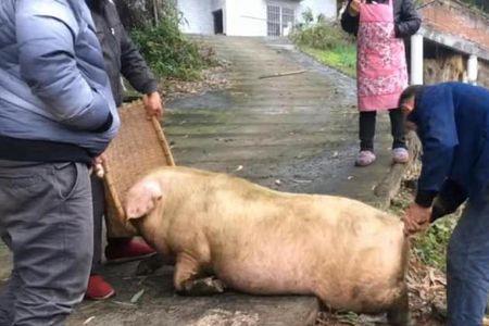 一头猪出多少下货