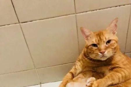 为什么我家猫咪吮吸自己的脚趾