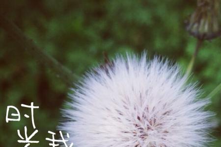 愿我们的幸福永远不会走散成语