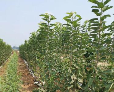 北方果蔬立柱形大樱桃栽培技术
