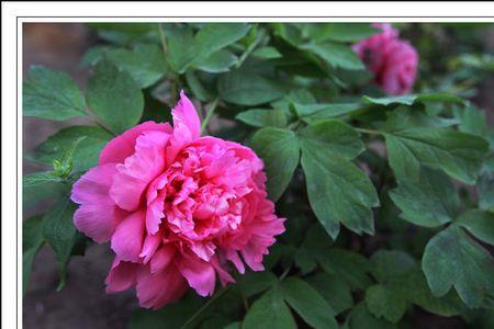 正月牡丹国色香是什么季节
