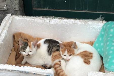大学校园流浪猫哪里来的