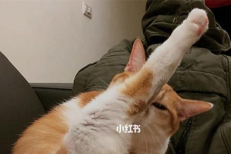 幼猫只会舔着吃怎么办