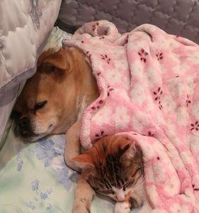 下辈子当小猫小狗是什么意思