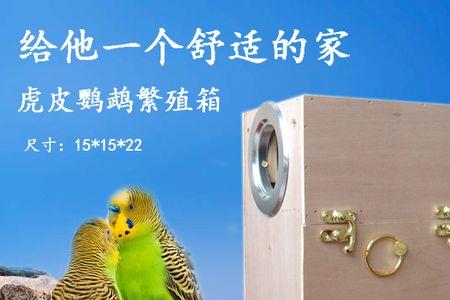 鹦鹉繁殖箱中间为什么要隔开