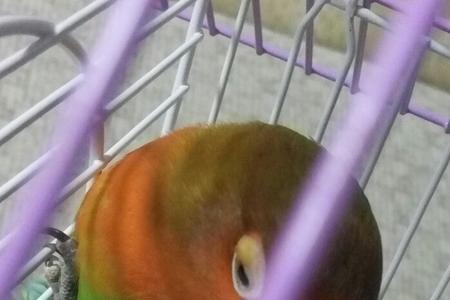 牡丹鹦鹉眼睛长黄色东西怎么办