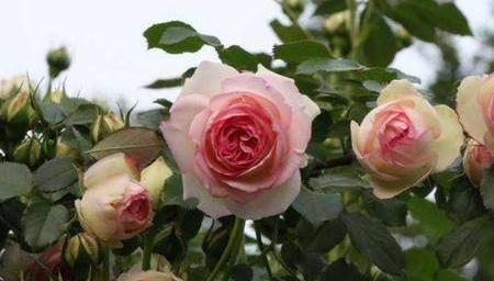 结爱月季花优缺点