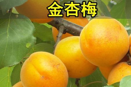 杏梅只开花不结果怎么办