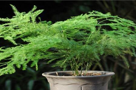 云竹夏天移植能成活吗