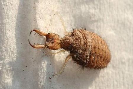 沙牛虫养殖技术