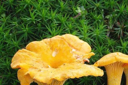 威海采蘑菇最佳时间