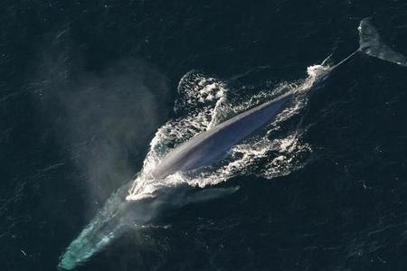 正在采取什么措施保护蓝鲸