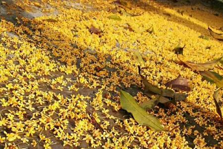 三年级桂花落在地上像什么