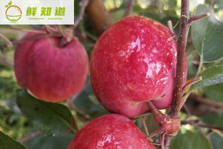 红心苹果成熟期