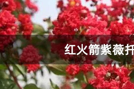 紫薇扦插有没有冬天成功的