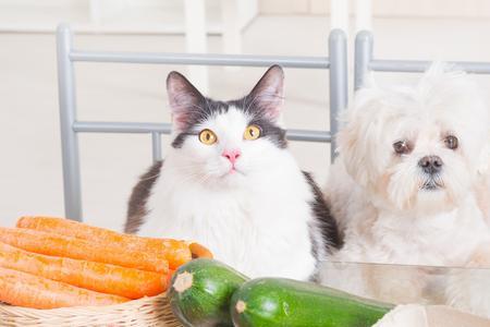 猫能吃生腐竹吗