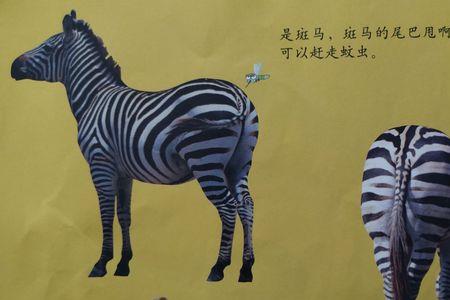 谁的尾巴是卷的