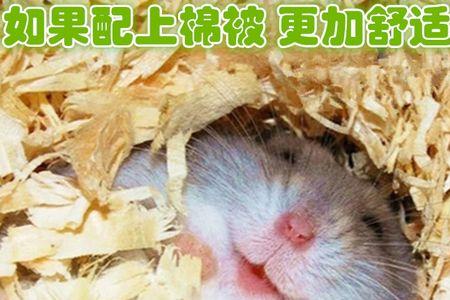 不给仓鼠铺木屑可以吗