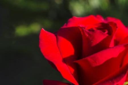 你看花儿多红啊是什么意思