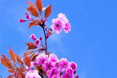 自古花无久艳 从来月不长圆