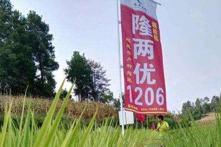 隆两优1308品种特性