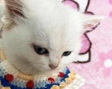 怎么织宠物猫的衣服