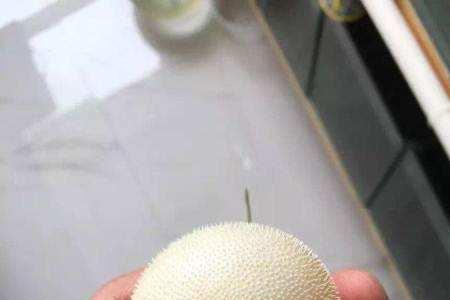斑马河豚需要放盐吗