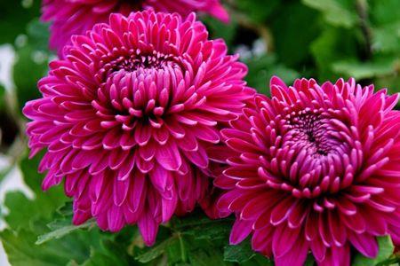 菊花的花蕊像什么比喻句