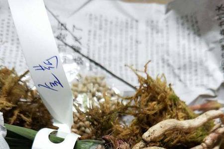兰花断枝为什么是一个地方