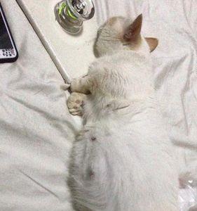 猫猫在预产期可以坐车吗