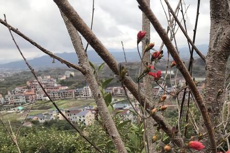 空山无人花自开下一句是什么