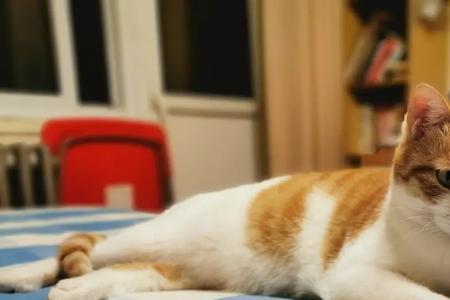 田园猫与卷耳猫的混种