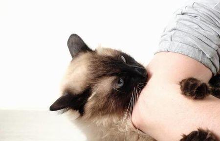 大猫会把陌生小猫咬死吗