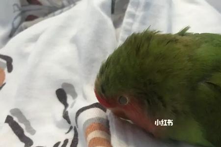 牡丹鹦鹉冬天怎么在室外过冬