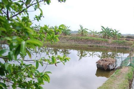 鱼塘建设必须要硬化吗