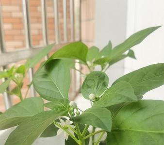 线椒开花不结果