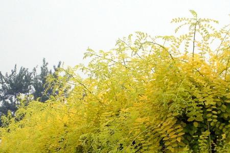 金枝国槐开花
