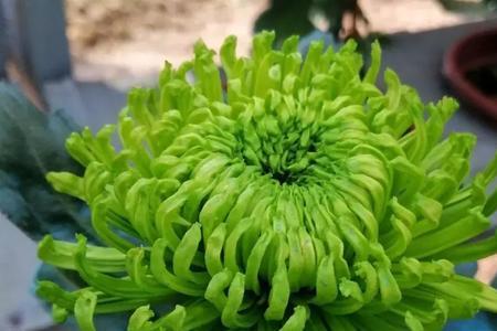 绿安娜菊的养殖方法菊花